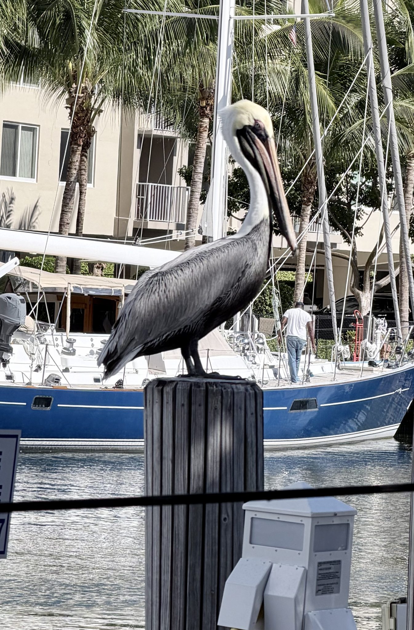 About Salamatof Tribal Council